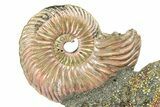 Iridescent Pyritized Ammonite (Quenstedticeras) Fossil Display #368852-1